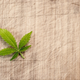 Illustration for article titled Medical marijuana and its benefits over the diseasesem/em